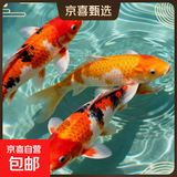 锦鲤鱼活体观赏鱼活鱼小型易养冷水淡水鱼小鱼苗锦鲤金鱼好看锦鲤 6-8cm 锦鲤混搭3条