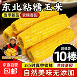 今年东北黄甜糯玉米棒真空包装低脂黄糯大棒甜东北早餐黏苞米蔬菜 黄糯玉米10支 180g/支