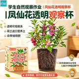 IAM City Farmer凤仙花儿童植物观察杯科学手工实验种植盆栽根系生长观察10036