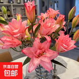 AB级优质香水百合鲜花水培插花家庭生活水养鲜切玫瑰云南产地直发 重瓣吸色百合-鲑鱼公主3枝多头