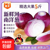 【东东买菜】河南新鲜紫皮洋葱圆葱红洋葱大个头农家蔬菜生鲜 河南紫皮洋葱带箱5斤装
