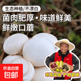 京喜加基地直发山东口蘑新鲜口蘑现摘现发双孢菇白蘑菇时令蔬菜坏果包赔 人工甄选现摘现发 净重2000g泡沫箱加冰块保鲜发货