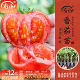 寿禾 各种蔬菜苗活苗带土发货大全菜苗夏秋秧苗山东寿光苗种子阳台 [水果番茄型]普罗旺斯番茄苗6棵