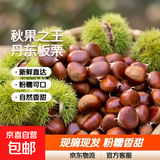 【秋果之王】26年丹东新鲜板栗现摘现发粉糯香甜蔬菜水果 丹东板栗 1斤
