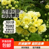 正宗红木香花苗四季开花爬藤植物浓香型特大苗甜蜜黄木香盆栽 清香型黄木香 中苗1米-1.2米