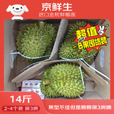 京鲜生 进口金枕鲜榴莲 2-4个装 净重14斤以上 生鲜水果 新鲜水果