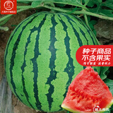 大禹懒汉西瓜种子苗特大适合南方早熟懒人8424麒麟瓜美都无籽水果蔬菜 美都西瓜种子50粒 品质好