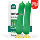 北蔬 肉丝瓜种子苗肉线丝瓜菜瓜蔬菜种籽 潍嫩5号肉丝瓜种子10g约85粒