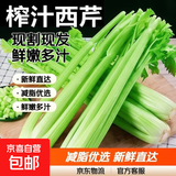 山东新鲜大西芹现割现发榨汁西芹首选水果西芹蔬菜生鲜减肥减脂 新鲜西芹带箱2斤 净重1.7斤