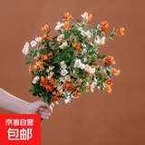 仿真花蔷薇多头小玫瑰插花假花摆设客厅永生花花束仿生花摆件 【10支】：暖橘5+香槟5