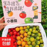 京喜加宁夏三色小番茄圣女果新鲜现摘小柿子青口蜜千禧果彩色小番茄 1斤 多彩小番茄三色随心拼