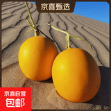 【沙漠中金蛋蛋】甘肃民勤沙漠蜜瓜 净重3-4斤