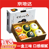京地达山东三色金贝贝奶油贝贝南瓜精选礼盒净重4.5斤单果200g+源头直发
