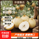 【已售50万斤】河北水晶鸭梨赵州鸭梨产地直发单果160g起 带箱9斤（净重8.2斤）