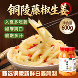 鲜窝窝藤椒生姜600g  醋泡姜安徽铜陵白姜芽腌制生姜片仔姜下饭酱菜特产