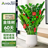爱优尚金钱树盆栽客厅室内大型绿植办公室盆景摇钱串子乔迁开业源头直发