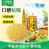 十月稻田 大黄米 2斤 大黄米粽子 黏米 粗粮杂粮米 黄米凉糕 糯米