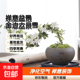【禅意】悬崖金边六月雪带陶瓷盆小盆景植物办公室内绿植盆栽盆景 悬崖六月雪+舍得盆+方底座+苔藓