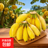 新鲜现摘香蕉小米蕉青皮发货放熟吃新鲜水果 小米蕉 3斤