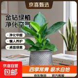 特价大叶金钻绿公主盆栽植物除甲醛绿植办公室四季常青室内摆放2 【1盆】金钻+灰繁星吸水盆 含盆高度15-20厘米