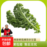 新鲜羽衣甘蓝生鲜蔬菜嫩叶云南甘兰芥蓝西餐沙拉榨汁减脂直播间 羽衣甘蓝减脂尝鲜装0.5斤