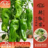 寿禾 各种蔬菜苗活苗带土发货大全菜苗夏秋秧苗山东寿光苗种子阳台 薄皮辣椒苗 12棵