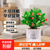 水培植物绿植盆栽室内客厅办公室桌面小盆景花卉绿萝发财树好养活 【铁海棠】+简欧透明吸水盆