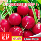 老不糠501水萝卜种子蔬菜种子春秋季种庭院水果红皮水萝卜种子 味美好吃樱桃萝卜种约2000粒5包