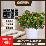 四季常青金鱼花吊兰盆栽室内绿植花卉多肉植物发财树好养易活客厅 金鱼吊兰21-29棵+白螺纹盆