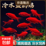 冷水鹦鹉鱼招财鱼血鹦鹉红金鱼冷水观赏鱼活体鱼苗好养耐活发财鱼 冷水血鹦鹉1条【3-5cm】