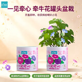 IAM City Farmer牵牛花罐头盆栽绿植花卉种植罐头种子diy盆栽开学季种植作业10068