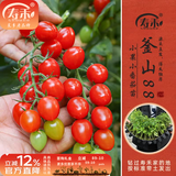 寿禾 各种蔬菜苗活苗带土发货大全菜苗夏秋秧苗山东寿光苗种子阳台 釜山88圣女果苗 6棵