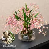 劉閣蘭花5色可选 水培梦香兰花苗带盆发货香水文心兰奶油味室内花卉盆栽草 【带4支生花剑】粉色文心兰 带焦绿玻璃盆