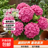 绣球花苗无尽夏带花苞四季开花绣球花盆栽庭院好养花卉植物室内花 烈焰【大花绣球-可调色】 精品大苗【花期带花苞】原盆宽18cm高45cm