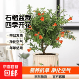 石榴花盆栽果树苗带果观赏可食用室内阳台四季开绿植盆景花卉旺宅 郁金香盆+石榴花30-40cm高 含盆