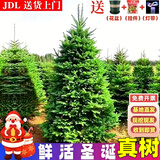 纵观天下真的圣诞树真树挪威云杉树香松盆栽松树2025诺贝松活的圣诞树客厅 圣诞树50-60厘米【此款无赠品 单独一棵树】
