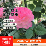 瑞典女王月季夏季耐晒灌木月季带花苞四季开花玫瑰大苗阳台庭院 和室原盆原土发货大苗40cm左右