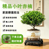 京云梦小叶赤楠盆景金丝楠木老桩绿植物桌面盆栽金棕招财进宝源头直发