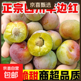 四川李子半边红茵红李土李子新鲜水果青脆李包邮脆甜脱骨离核 2斤