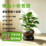 京云梦小盼菩提绿植盆栽小盆景办公阳台禅意花卉送礼+舍得盆源头直发