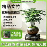 京东绿植文竹盆栽桌面摆件懒人好养绿植办公室舍得紫砂盆源头直发
