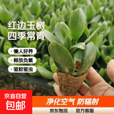 迩英阁大叶玉树老桩盆栽多肉植物燕子掌室内防辐射四季好养绿植净 玉树1年小苗一棵5-10CM不等 原土（不含盆）15-25CM不等