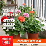 天竺葵花苗盆栽重瓣大花室内外阳台四季开花卉庭院好养易活植物 天竺葵苗混色2盆15-20cm高