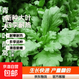 【今年新种】青香大叶茼蒿桐花菜大叶蓬蒿菜耐热皇帝菜火锅蔬菜 大叶茼蒿种子 买三包送二包约5000粒