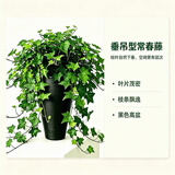 京云梦常春藤吊兰植物垂吊办公室内外绿植盆栽黑圆柱源头直发