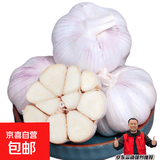 大蒜头出口品质网兜紫蒜蔬菜调料新鲜大果烧烤火锅食材 山东【精品网兜装】6头装 净重180g