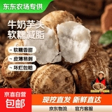 【东东农场专供】新鲜牛奶芋头现挖毛芋头香嫩爽滑奶油芋头小香芋 奶白芋头 2斤 带箱 中大果