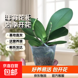 年宵花春节蝴蝶兰盆栽绿植花卉年货装饰过年四季开花大苗好养易活 【主图款】---【包开花】送营养液2包 小苗不带花剑