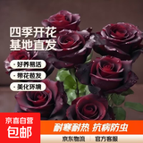 艾莎月季花灌木月季四季开花大花艾莎玫瑰花盆栽基地直发 黑巴克【淡香型】多分枝 大苗45厘米左右  【不含盆】