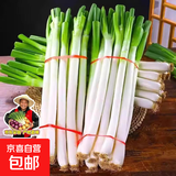 山东大葱新鲜9斤装甜葱铁杆大葱非章丘长白毛葱蘸酱嫩葱批发便宜 山东铁杆大葱-带脏皮去半叶【带箱1斤装】